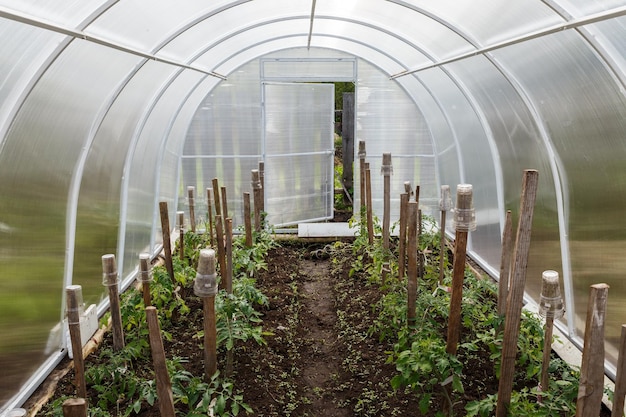 Gewächshaus im Garten Gewächshaus aus Polycarbonat im Inneren der offenen Tür des Gewächshauses