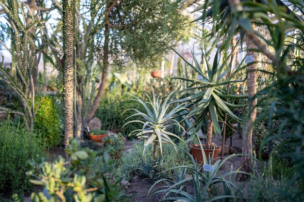 Gewächshaus mit Aloe Vera, Gewächshaus mit Sukkulenten und Pflanzensammlung für trockenes Klima, weicher Fokus