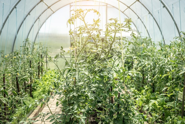 Gewächshaus mit grünen Tomatenpflanzen. Konzept des Anbaus von natürlichem gesundem Bio-Gemüse.