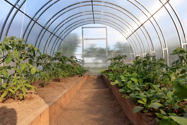 Gewächshaus Reihen junger Bio-Lust-Tomaten, die in der Gärtnerei wachsen