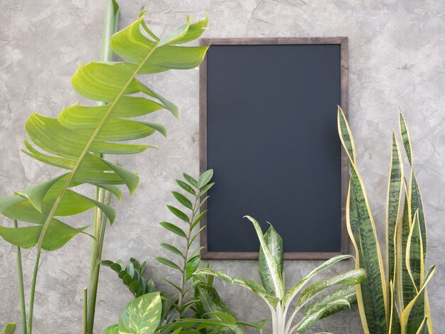 Gewächshauspflanze mit MonsteraAglaonemaChinese EvergreenFicus Elastica Gepunkteter BetelZamioculcas zamifoliaBird of ParadiseBromeliad und Mock Up Black Board auf Betonwandoberfläche