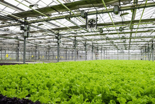 Gewächshausplantage mit Salatgrün. Industrielle Landwirtschaft. Pflanzenreihen. Ökologische Landwirtschaft
