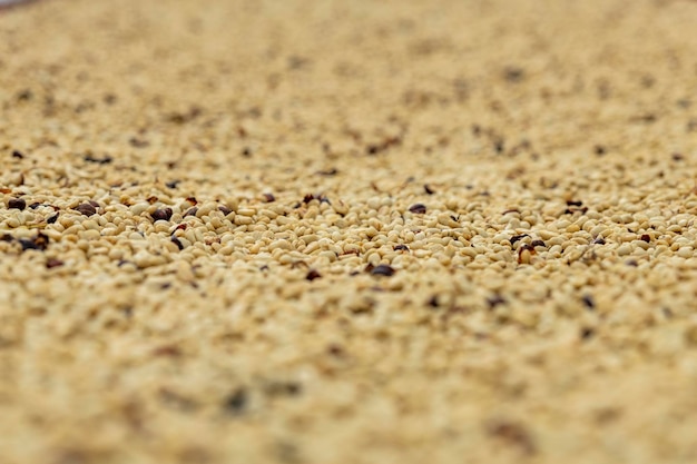 Gewaschene grüne Arabica-Kaffeebohnen nach der Ernte bereit zum Rösten Kolumbien SüdamerikaxA