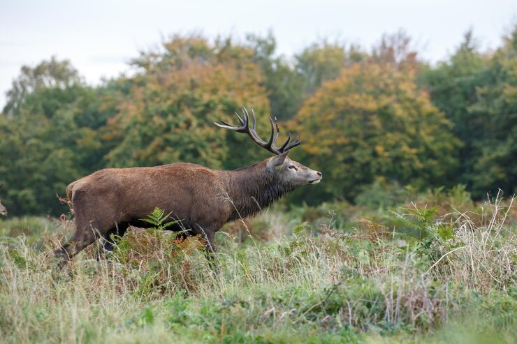 Foto gewehr, das auf dem feld steht