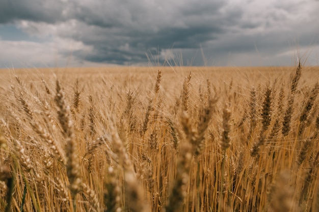 Gewitter Hurrikanwolken Feld landwirtschaftlichen Nutzpflanzen Weizen