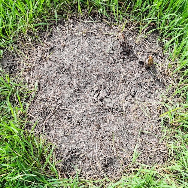 Foto gewöhnliche ameisen auf einem ameisenhaufen