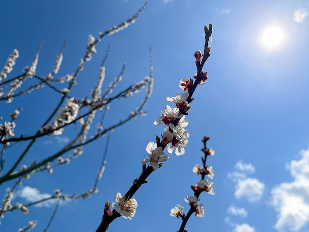 Gewöhnliche Aprikose Latein Prunus armeniaca