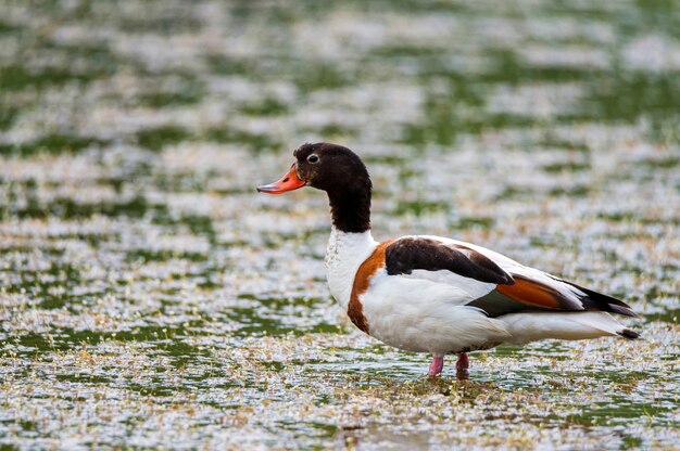 Gewöhnliche Ente oder Tadorna im Wasser