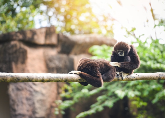 Gewöhnliche gibbons