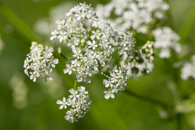 Gewöhnliche Schafgarbe Achillea millefolium weiße Blüten Nahaufnahme Blumenhintergrund grüne Blätter