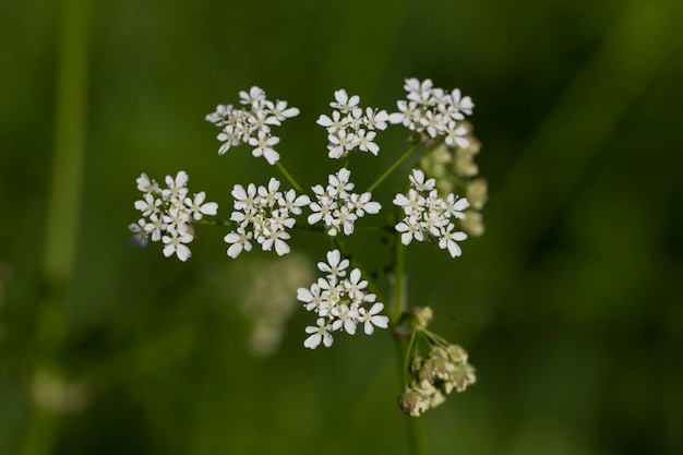 Gewöhnliche Schafgarbe Achillea millefolium weiße Blüten Nahaufnahme Blumenhintergrund grüne Blätter