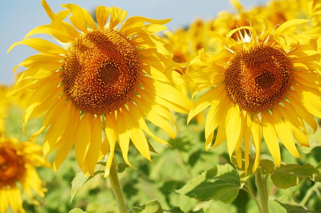 Gewöhnliche Sonnenblumenpflanze oder Helianthus annuus-Florabaum auf Gartenparkfeld in der ländlichen Landschaft von Saraburi für thailändische und ausländische Reisende reisen besuchen und entspannen sich in Lop Buri Thailand