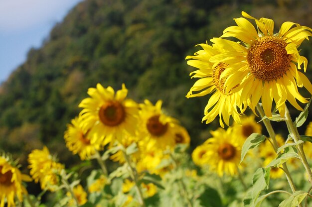 Gewöhnliche Sonnenblumenpflanze oder Helianthus annuus-Florabaum auf Gartenparkfeld in der ländlichen Landschaft von Saraburi für thailändische und ausländische Reisende reisen besuchen und entspannen sich in Lop Buri Thailand