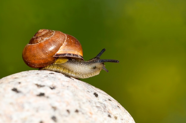 Foto gewöhnliche wilde schnecke, die auf felsen kriecht und von sonnenlicht beleuchtet wird, sonniges wetter im sommer oder frühling und traubenschnecke, die auf ihrem territorium kriecht