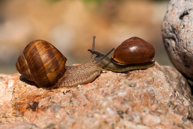 Gewöhnliche Wildschnecke, die auf Felsen kriecht und von Sonnenlicht, sonnigem Wetter im Sommer oder Frühling beleuchtet wird, und Weinschnecke, die auf ihrem Territorium kriecht