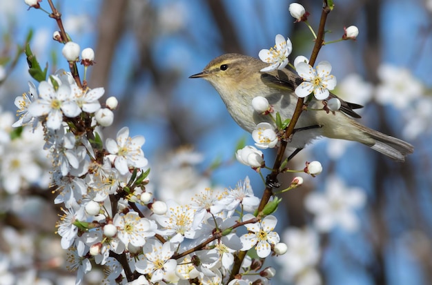 Foto gewöhnliche zilpzalp phylloscopus collybita frühling ein vogel sitzt auf einem ast eines blühenden obstbaums