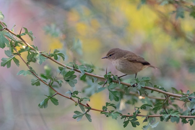 Gewöhnliche Zilpzalp (Phylloscopus Collybita) Malaga, Spanien