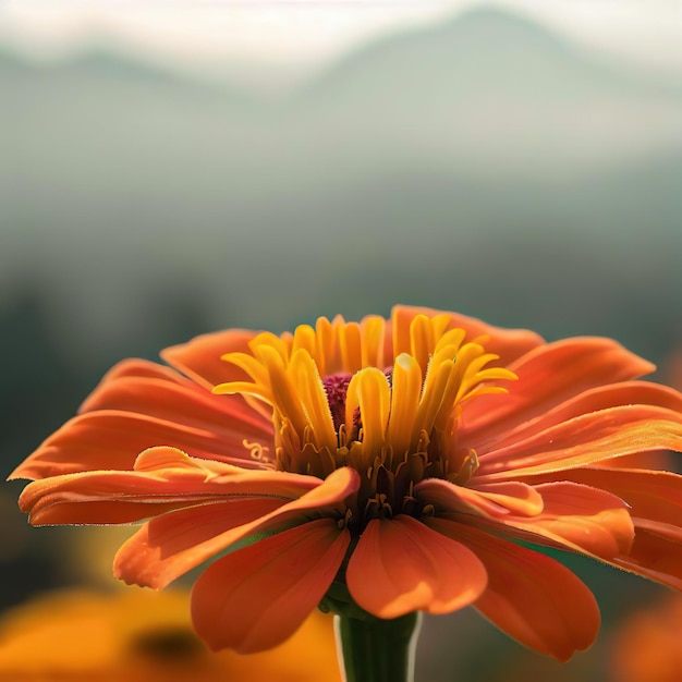 Gewöhnliche Zinnien verleihen jedem Blumenbeet oder jeder Landschaft einen Hauch von Schönheit