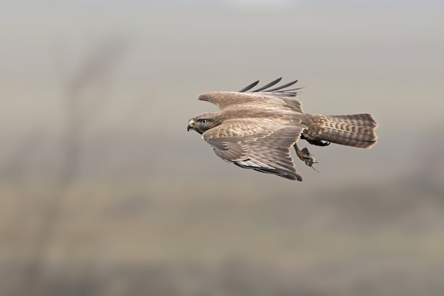 Gewöhnlicher Bussard fliegt mit einer gefangenen Maus in der Pfote