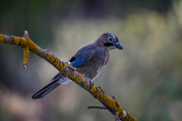 Gewöhnlicher Eichelhäher oder garrulus glandarius passerine der Korvidenfamilie