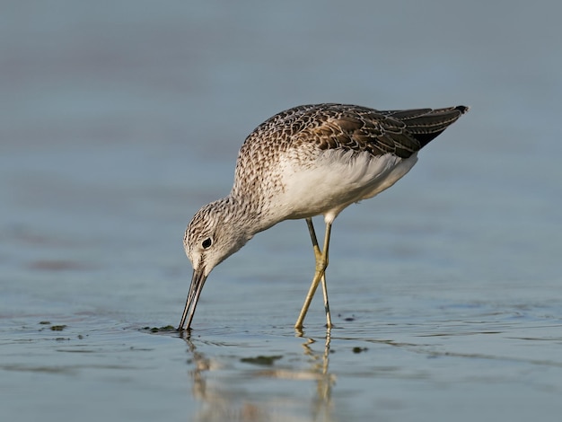 Gewöhnlicher Grünschenkel Tringa nebularia