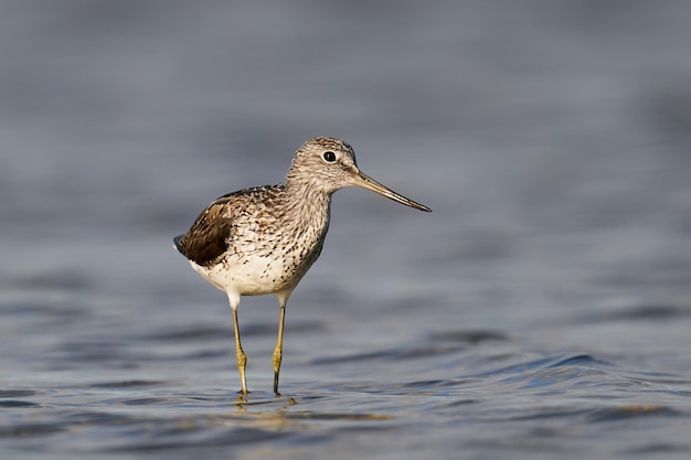 Gewöhnlicher Grünschenkel Tringa nebularia