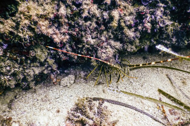 Gewöhnlicher Languste Palinurus elephas Mittelmeerhummer