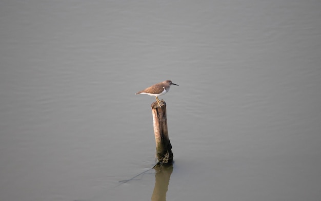 Foto gewöhnlicher sandpiper, der auf einem holzstamm sitzt