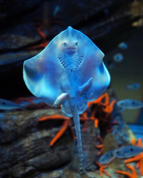 Gewöhnlicher Stachelrochen im Aquarium