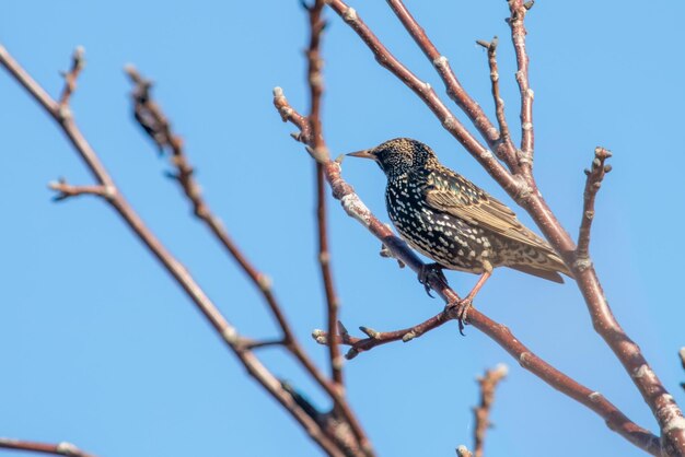 Gewöhnlicher Star auf einem Ast, Sturnus vulgaris