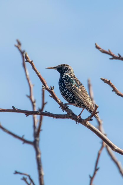 Gewöhnlicher Star auf einem Ast, Sturnus vulgaris