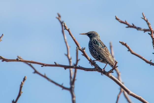 Gewöhnlicher Star auf einem Ast, Sturnus vulgaris