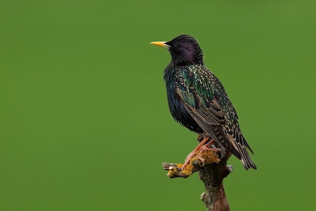 Gewöhnlicher Star, der auf einem Ast in der Sommernatur sitzt