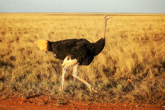 Gewöhnlicher Strauß (Struthio Camelus) zu Fuß auf Savanne im Nachmittagssonnenlicht. Amboseli-Nationalpark, Kenia