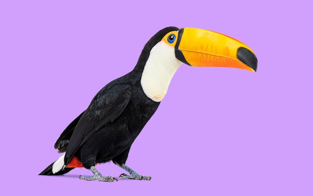 Gewöhnlicher Toucan Toco steht vor violettem Hintergrund