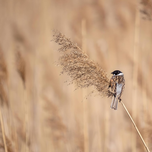 Gewöhnliches Schilf auf trockenem Gras auf einem verschwommenen Hintergrund