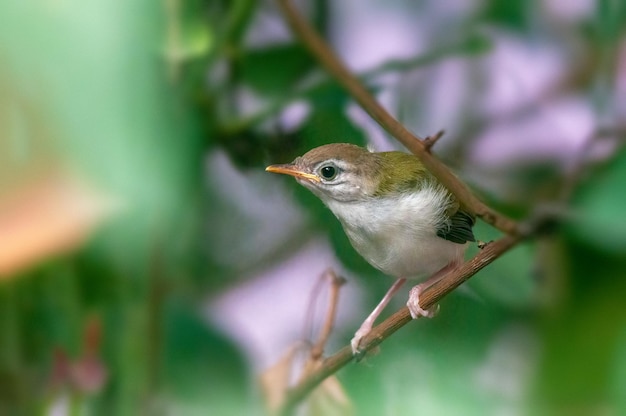 Gewöhnliches Tailorbird-Küken dehnt sich auf einem Ast aus