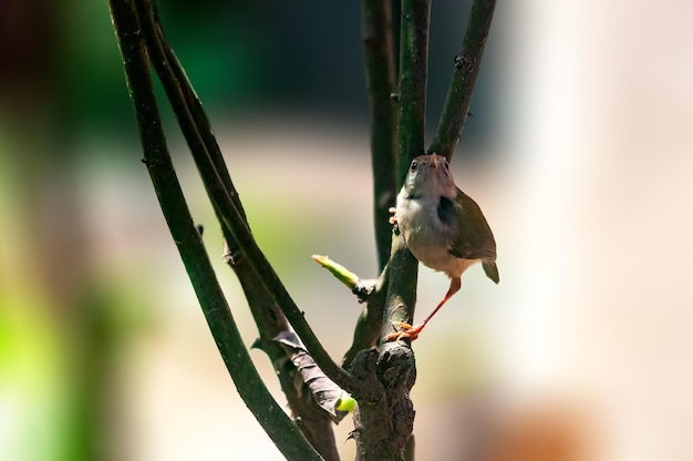 Gewöhnliches Tailorbird-Küken sitzt auf einem Ast