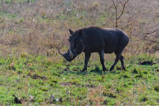 Gewöhnliches Warzenschwein (Phacochoerus africanus) im Serengeti-Nationalpark, Tansania. Wildtierfoto