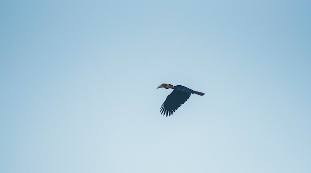 Gewundener Hornbill, Rhyticeros-undulatus, Hornbill, der auf blauen Himmel fliegt