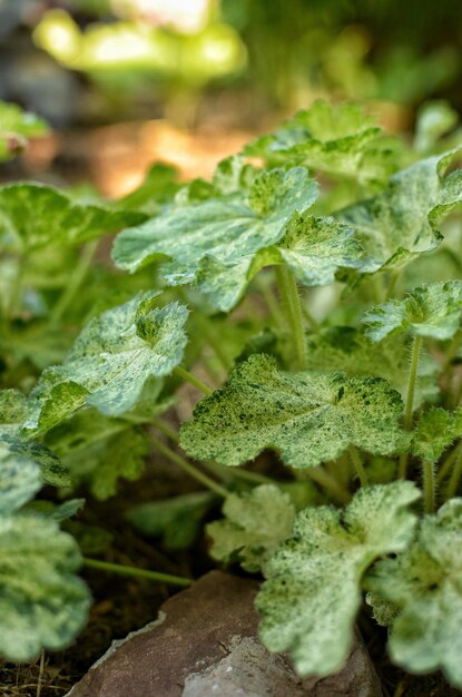 Geyhera verde cresce em um jardim