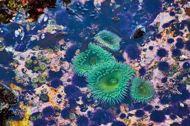 Gezeitenpooldetail der atemberaubenden grünen Seeanemone im Ozean