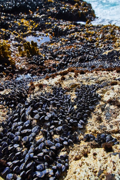 Gezeitentümpel an der Westküste, bedeckt mit Tausenden von Muscheln