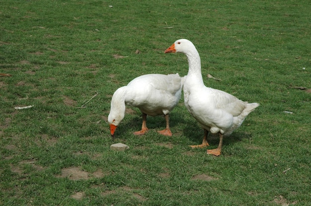 Gezüchtete weiße Gans, die auf Gras steht