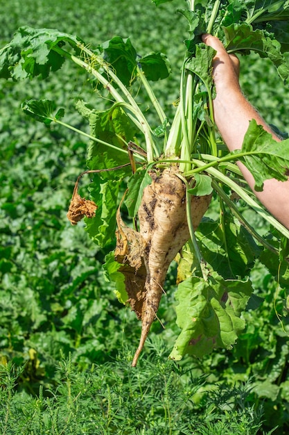 Gezupfte Zuckerrübenfrüchte in der Hand eines Bauern Rüben ernten