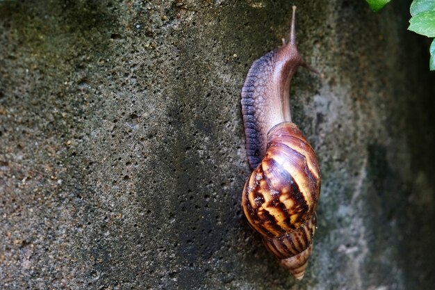 Giant African Land Snail están subiendo lentamente en la pared de hormigón