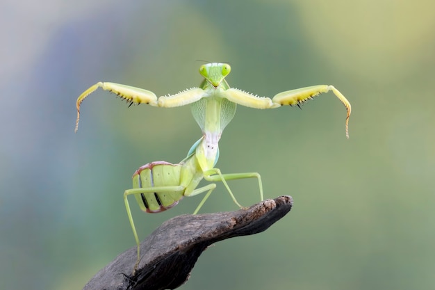 Giant Shield Mantis Nahaufnahme mit Selbstverteidigungsposition