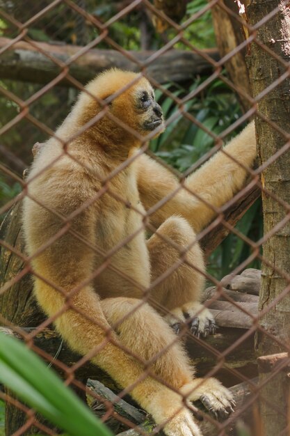 Gibão branco-cheeked do norte em uma gaiola.