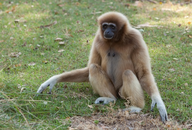 Gibão branco cheeked ou gibbon lar