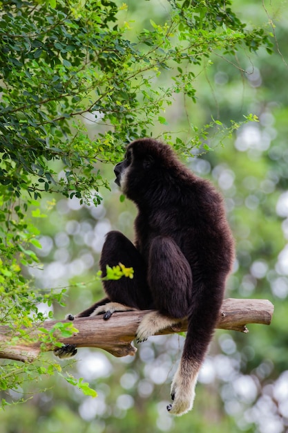 Gibbon en el árbol en el parque zoológico